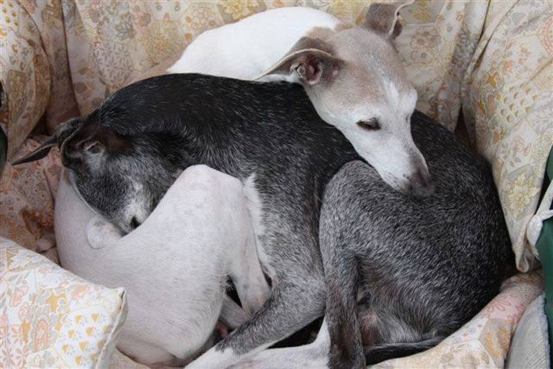 Two older Italian Greyhounds curled up together