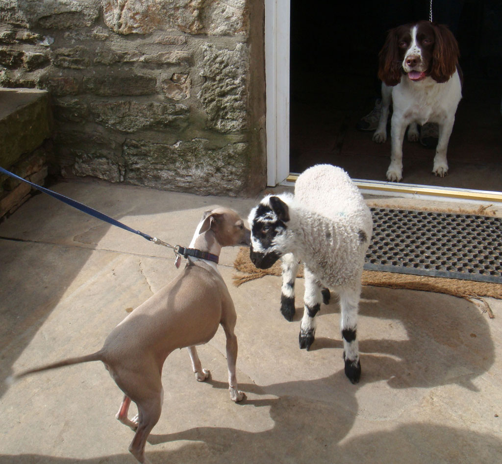 Italian Greyhound meeting new friends 