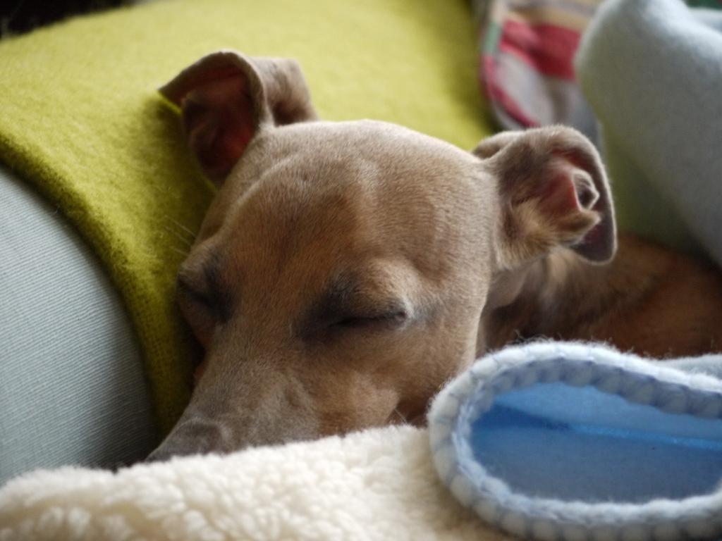 Italian Greyhound znoozing on sofa
