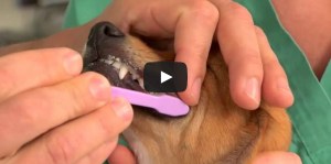 Brushing your dog’s teeth