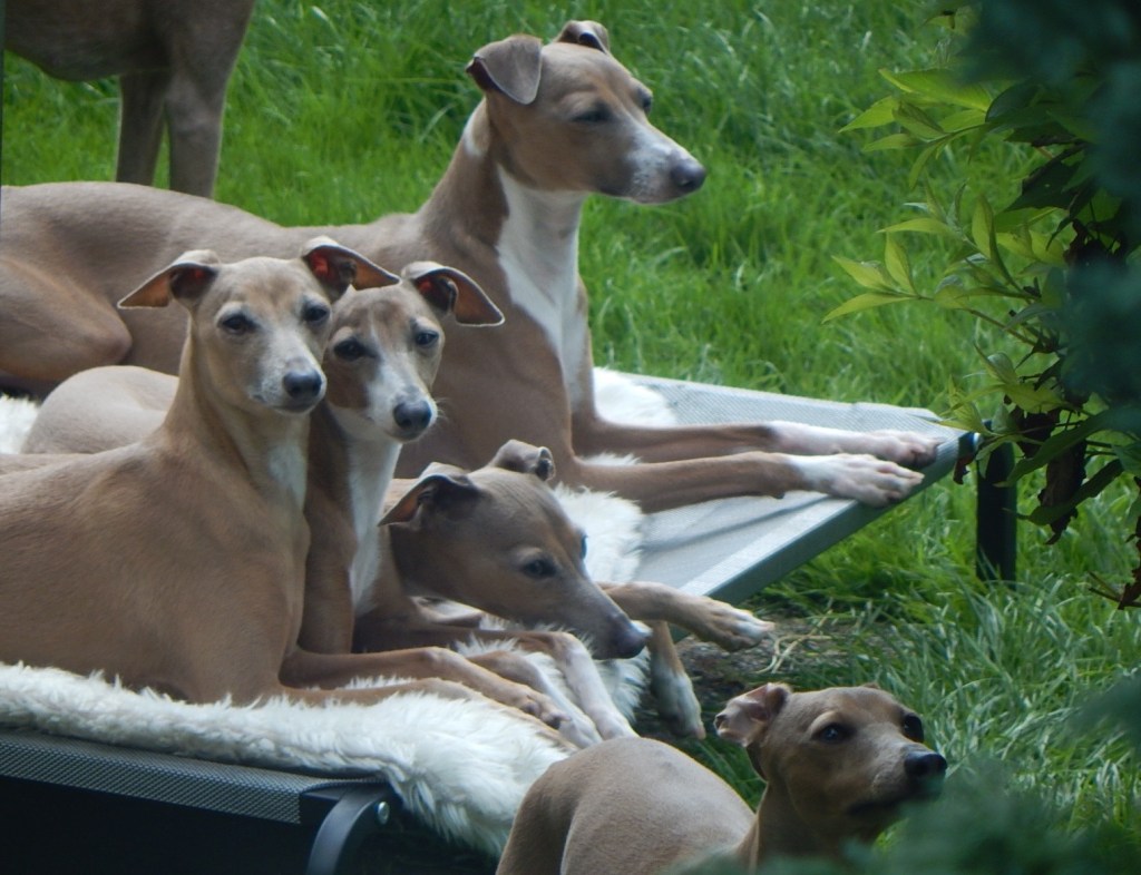 A group of five greyhounds lounging on a raised bed in a garden, surrounded by green grass and foliage.
