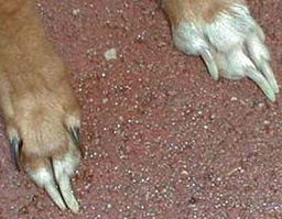 long_nails_forcing weight back on foot