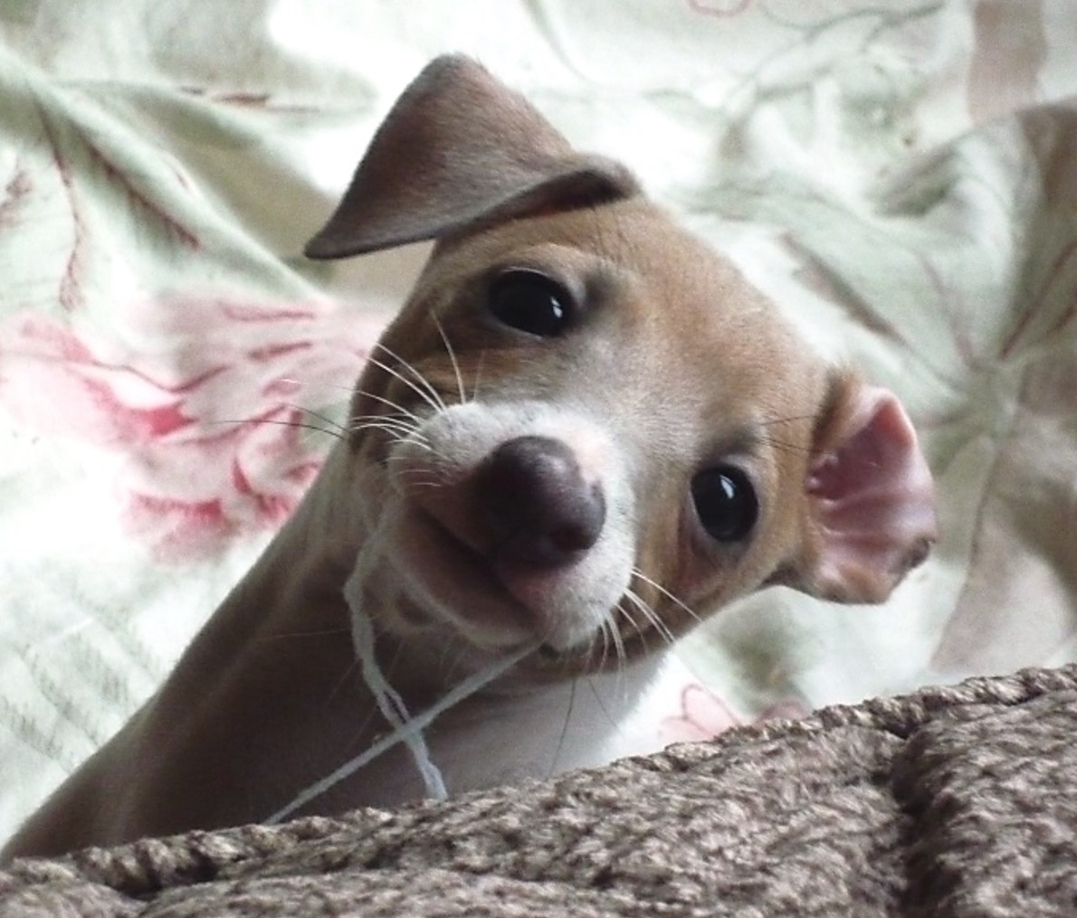 Italian Greyhound puppy