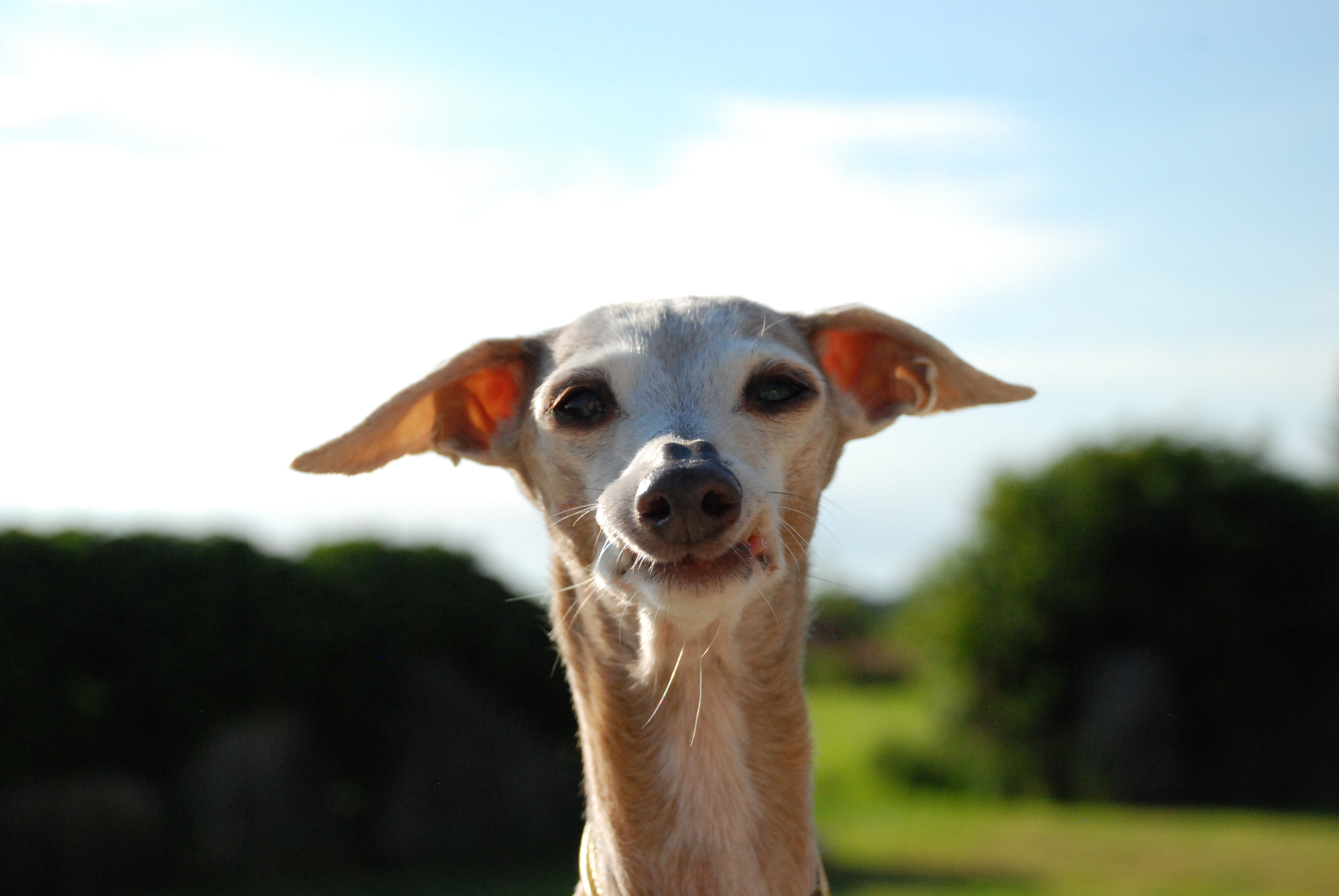 Italian Greyhound
