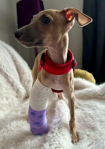 Treating leg fractures / broken legs in Italian Greyhounds