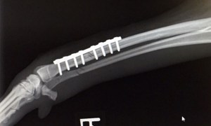 Preventing Broken Legs in Italian Greyhounds