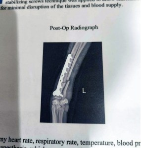 What to do if your Italian Greyhound has a suspected leg fracture / broken leg