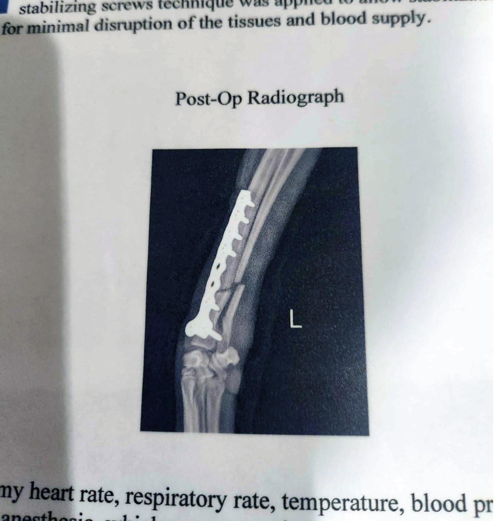 What to do if your Italian Greyhound has a suspected leg fracture / broken leg