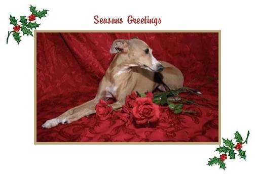 Christmas Cards - Christmas Rose Italian Greyhound