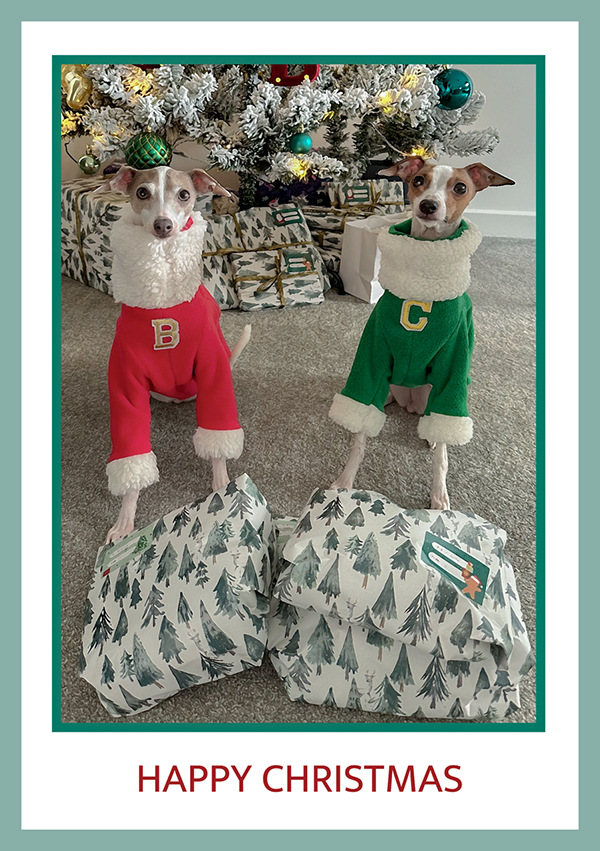 Italian Greyhound Christmas Card How Much Longer