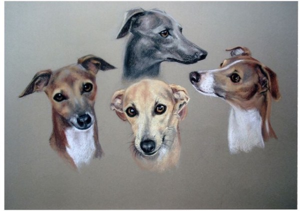 Italian Greyhound Head Studies by Mary Browning
