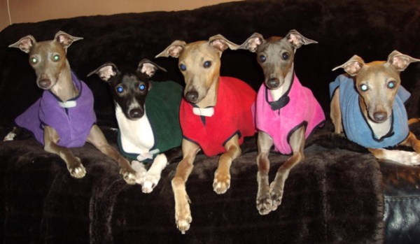 Italian Greyhound Fleece Vests