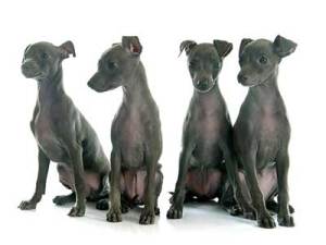 New RVC research finds how a puppy is purchased shapes its health later in life