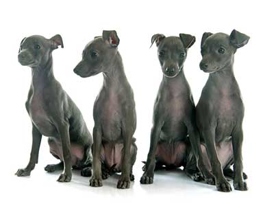 New RVC research finds how a puppy is purchased shapes its health later in life